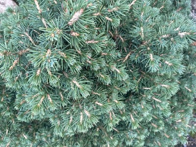 The image presents a high-angle, close-up view of the dense foliage of a coniferous plant, identified as potentially being located in Krasnooktiabrskiy, Russia. The entire frame is filled with clusters of short, rigid, needle-like leaves, exhibiting a predominant blue-green coloration. Interspersed throughout the foliage are numerous slender, light brown woody stems and small, nascent bud structures. The needles appear healthy, with no visible signs of damage or decay. There are no individuals, animals, man-made objects, or discernible actions present within the frame. The lighting is uniform, suggesting diffused natural light conditions. The background consists solely of more of the same plant foliage, providing no additional environmental context beyond the plant itself.