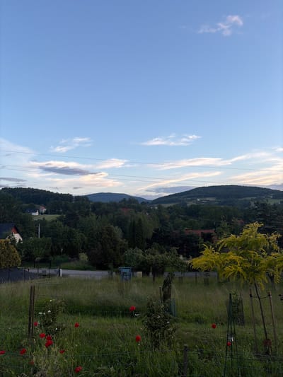 The image shows a landscape view from Limanowa, Poland, on a clear day. The foreground features a grassy field with scattered red poppies and a young tree with bright yellow foliage. A wire fence runs through the field, demarcating a section of the area. In the midground, a variety of trees and shrubs create a dense forest, with a few houses visible amongst the greenery. Beyond the trees, rolling hills dominate the background, with a larger, forested hill in the distance. The sky is a pale blue with wispy white clouds. Power lines are visible strung across the sky, indicating the presence of infrastructure in the area. The scene depicts a rural or semi-rural environment, likely on the outskirts of the city.