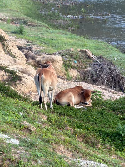 The image depicts an outdoor scene near the city of Nam Khanh Vinh, Vietnam. Two cows are visible on a grassy hillside. One cow stands facing away from the camera, with its hindquarters and tail prominently displayed. The other cow is lying down on the ground, facing left, with its head resting on its forelegs. The environment includes a body of water in the background, with vegetation along its bank. The hillside is covered in grass and patches of dry soil and rocks. There is also some debris, including branches and possibly trash, scattered on the hillside and near the water's edge. The lighting suggests it is daytime, with soft shadows indicating overcast or diffused sunlight.