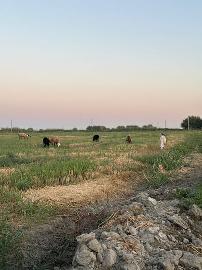 The image depicts a rural landscape at dusk, likely in the city of Batash, Uzbekistan. In the foreground, a patch of dry soil with rocks and sparse vegetation is visible. Further back, a field of green grass and cut straw stretches across the scene. Several sheep are scattered throughout the field, some grazing and others standing. One sheep in the background appears to be white with dark markings. Two dark birds are perched on the backs of sheep. The sky exhibits a gradient of colors, transitioning from a pale pink near the horizon to a light blue overhead, indicative of sunset or sunrise. In the distance, a line of trees forms the horizon, with a few utility poles also present. The overall impression is one of a peaceful, pastoral setting during the twilight hours.