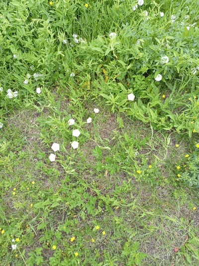 The image depicts a patch of ground covered in a dense growth of green grass, interspersed with numerous white flowers and smaller yellow flowers. The vegetation appears wild and untamed, with a mix of leafy plants and tall grasses. The ground itself is mostly obscured by the foliage, with some patches of dry earth and straw visible. The scene is natural and undeveloped, suggesting an outdoor setting in an area with abundant plant life. Without specific landmarks or context, the precise location within Shadrinsk, Russia cannot be determined from the image alone. The image does not contain any people, actions, or interactions.