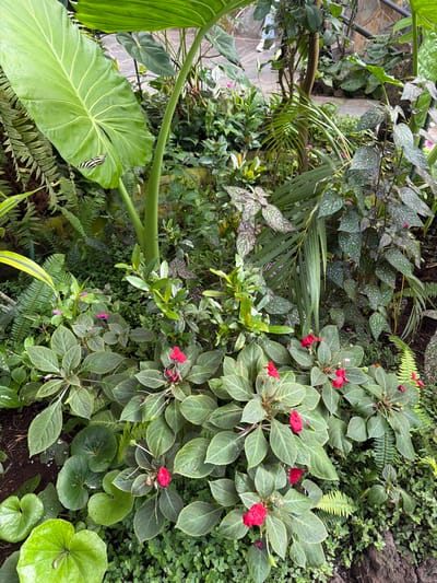The image shows a lush green botanical garden with various plants, including large-leafed plants, ferns, and smaller flowering plants with red and pink blossoms. Several butterflies are visible, including a zebra-striped butterfly on a large green leaf in the upper left portion of the image, and another further back. The environment appears to be humid and dense, typical of a greenhouse or a tropical garden. The background suggests a more structured area, possibly a walkway or a wall made of stone, with some blurred figures of people in the distance, indicating a public space. The image is framed from a high vantage point, looking down into the garden. The city of Icod De Los Vinos in Spain is mentioned as the location, suggesting this botanical garden is a tourist attraction there.