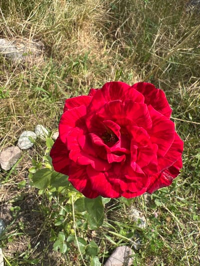 A close-up, high-angle shot shows a single, vibrantly red rose in full bloom. The rose exhibits a striped pattern on its petals, alternating between deep red and darker crimson streaks. The flower is centered within the frame, with its intricate layers of petals creating a sense of depth. The background consists of dry, sun-bleached grass and some scattered small, light-colored stones, suggesting an outdoor setting. The lighting indicates it is daytime, with shadows cast by the petals. The location is identified as Yuryevka, Kyrgyzstan.