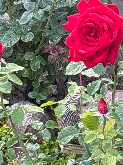 A red rose in full bloom, adorned with water droplets, is the focal point of this close-up shot. It is surrounded by lush green rose leaves, also speckled with water. Behind the rose, a small, striped animal, possibly a chipmunk or ground squirrel, peeks out from behind the foliage. The scene is set in a garden with rocks and other plants visible in the background, suggesting a natural outdoor environment. The image does not contain any elements that can be specifically identified as being in Bogorodsk, Russia.