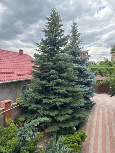 The image depicts a cloudy day in the village of Davydovka, Ukraine. In the foreground, a variety of evergreen trees, including large spruce trees with a blue-green hue and smaller, denser green shrubs, are visible. A brick and concrete wall with a red-capped chimney on a nearby building runs along the left side of the frame. Adjacent to the trees is a paved walkway made of alternating red and beige bricks, with a drainage grate running along its edge. In the background, glimpses of other houses with red roofs, trees, and power lines can be seen under a gray, overcast sky. There are no people or animals in the frame.