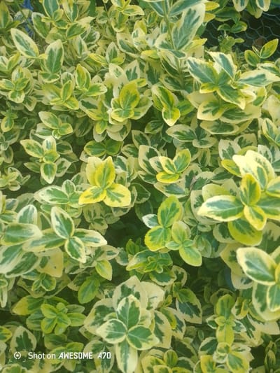 The image is a close-up, overhead shot of a dense bush with variegated leaves. The leaves are oval-shaped and have a marbling of deep green and bright yellow. Some leaves are almost entirely yellow, while others are predominantly green with yellow edges or patches. The foliage is tightly packed, creating a textured pattern of light and shadow. The lighting suggests it is daytime, possibly outdoors, with natural light illuminating the leaves from above. There are no people or discernible objects other than the plant itself. The background is a blur of darker green and some hints of what appears to be wire mesh, possibly indicating the bush is in a garden or yard.

In the bottom left corner of the image, there is text that reads "Shot on AWESOME A70". This indicates the photo was taken with a device named "AWESOME A70".

The overall impression is one of lush, vibrant greenery, characteristic of a well-maintained plant in a natural setting. The location context of Lohmar, Germany, does not provide specific visual cues within the image itself, but suggests a temperate climate where such foliage would thrive. No specific activity or event is taking place; the image is a still life of the plant. The mood is calm and natural.