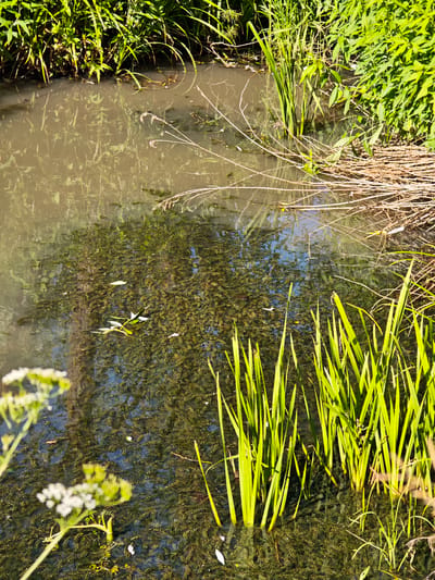 A body of water, likely a stream or pond, is bordered by lush green vegetation and reeds on the left and right sides. The water itself is murky and appears to be filled with submerged plant life, creating a dark, textured surface. Several fallen branches and twigs are scattered across the water, particularly in the mid-right section of the image. In the foreground, bright green reeds emerge from the water. The scene is bathed in natural sunlight, casting reflections on the water's surface and illuminating the surrounding foliage. There are no people visible in the image. The environment suggests a natural, undeveloped outdoor setting.