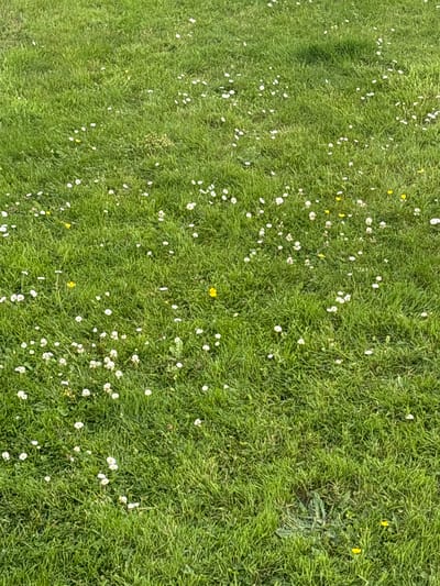 The image depicts a patch of green grass with numerous small white daisies and a few yellow buttercups scattered throughout. The grass appears to be well-maintained and is bathed in natural light, casting subtle shadows. The scene is peaceful and natural, suggesting an outdoor setting. There are no people or man-made objects visible in the image. Given the prevalence of grass, flowers, and the natural lighting, this scene is consistent with a park or a garden area within Cork, Ireland.
