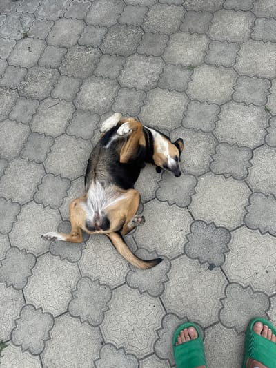 The image shows a dog lying on its back on a paved area with decorative hexagonal tiles, which are common in public spaces in Zugdidi, Georgia. The dog is a medium-sized mixed breed with brown, black, and white fur. Its belly is exposed, and its legs are splayed in various directions. The dog appears relaxed. In the lower part of the frame, a pair of green slides can be seen, suggesting a person is standing nearby. The lighting indicates it is daytime. The scene is devoid of any dramatic activity, presenting a common, everyday sight in a city like Zugdidi.