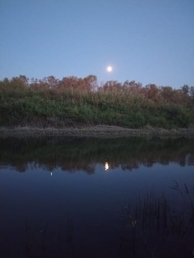 A wide-angle, low-light photograph captures a serene natural landscape at dusk or dawn, situated near Karakol, Kazakhstan. The scene is divided horizontally by a calm body of water, which occupies the lower half of the frame, and a dense, vegetated shoreline forming the upper half. The sky is a gradient of deep blue, transitioning to a lighter hue near the horizon, and features a single, small, bright full moon positioned slightly left of center. The shoreline is characterized by a thick growth of green and brown vegetation, with trees exhibiting reddish-brown foliage, suggesting it might be autumn. The water's surface acts as a mirror, reflecting the sky, the moon, and the shoreline with remarkable clarity. A subtle, elongated reflection of the moon is visible on the water's surface. The foreground of the water, closest to the viewer, is darker and contains the faint silhouettes of reeds and other aquatic plants. The overall atmosphere is peaceful and tranquil, devoid of any human presence or activity. The image is composed to emphasize the natural beauty of the environment, with the water and sky dominating the scene and the moon serving as a focal point in the sky.