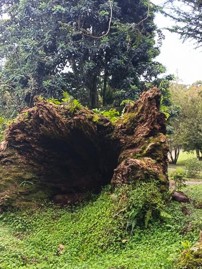 This vertical close-up photograph captures a large, fallen tree trunk, likely hollowed out by decay, resting on a bed of dense, low-lying green ground cover. The setting appears to be a lush, verdant natural environment, possibly a forest or park in Leuro, Timor-Leste.
The central subject is the imposing, gnarled tree trunk, its rough, textured surface covered in patches of vibrant green moss and small ferns. The trunk has a significant opening, creating a dark, cave-like cavity in its center, suggesting the internal wood has decomposed or been removed. Various smaller green plants, including ferns, sprout from the top and sides of the decaying wood, illustrating the process of nature reclaiming the fallen giant.
In the background, a dense canopy of large, leafy trees with dark green foliage dominates the upper half of the image, indicating a rich forest environment. Beyond these trees, a brighter sky is visible, suggesting daylight. The ground beneath and around the fallen trunk is entirely covered by a thick carpet of small, clover-like green plants, creating a soft, uniform texture. Further in the background on the right, lighter green foliage and faint outlines of more distant trees or a pathway can be discerned, hinting at an expansive outdoor area.
The scene depicts a natural process of growth and decay, with the fallen tree becoming a habitat for new life. The lighting is soft and diffused, indicating a cloudy day or a shaded area. There are no people or visible text in the image. The overall impression is one of lush natural beauty and tranquility.