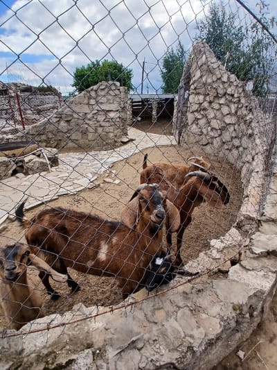 In the city of Novoye, Russia, a zoo enclosure features several goats of varying sizes and ages. The enclosure is constructed with a wire mesh fence and stone walls, with a paved pathway visible in the background. The ground within the enclosure is sandy and dry. Three goats are prominently featured in the foreground, with one appearing to be a young kid. The goats are brown with some white markings. In the background, more goats can be seen, along with a simple wooden shelter and some trees. The sky above is partly cloudy. The image is taken from a low angle, looking through the fence at the animals.