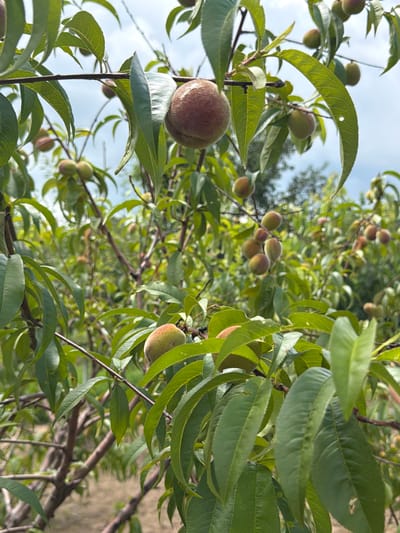 The image depicts a close-up view of a peach tree laden with ripening fruit, set against a backdrop of a cloudy sky and foliage. The peaches are varied in color, ranging from green to reddish-brown, with some showing slight fuzziness. They hang from branches interspersed with lush green leaves, some of which exhibit small holes. The branches themselves are woody and brown. The overall impression is that of a natural outdoor setting, likely an orchard or garden. The location is specified as Selanovtsi, Bulgaria, suggesting this scene is part of the agricultural landscape of that region. There are no people visible in the image, and no specific actions or interactions are depicted. The environment is characterized by the presence of the peach tree, its fruits and leaves, and the surrounding natural elements.