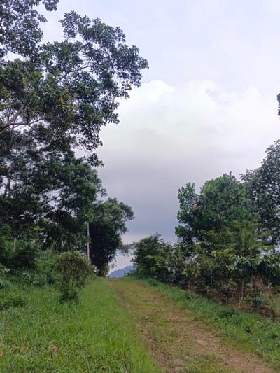 A grassy path leads upwards, framed by lush trees and vegetation. The sky is overcast, with dark clouds filling the expanse above. The path appears to be dirt, marked by visible tire tracks, suggesting occasional vehicle passage. A mountain or hill is visible in the distance, nestled amidst the green foliage. The overall impression is one of a quiet, natural setting.