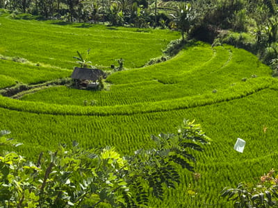 This image depicts the verdant terraced rice paddies of Sidemen, Indonesia. The foreground is dominated by lush green foliage, with branches and leaves partially obscuring the view. The middle ground reveals the expansive rice fields, meticulously cultivated in terraces that follow the contours of the landscape. A small, rustic wooden hut with a thatched roof is nestled within the fields, suggesting a resting place for farmers or a shelter from the elements. The vibrant green of the rice plants creates a rich tapestry across the scene, interspersed with subtle patterns formed by the irrigation channels. In the far right of the middle ground, a small, white, rectangular object, possibly a piece of cloth or plastic, is visible, seemingly attached to a thin pole and fluttering in the breeze. The background consists of dense, dark green vegetation and trees, indicative of the tropical environment. The overall impression is one of natural beauty and agricultural productivity in a serene rural setting.