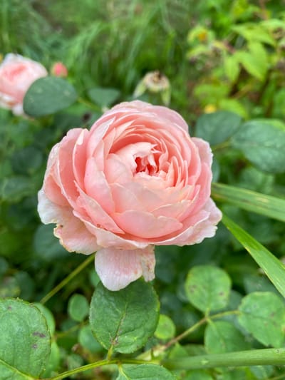 In Meshcherskoye, Russia, a close-up, eye-level shot captures a delicate pink rose in full bloom. The rose is the central subject, its petals unfurling in a spiral pattern, showcasing subtle variations in color from a soft blush to lighter, almost white edges. Small water droplets are visible on some of the petals, suggesting recent rain or dew. Surrounding the rose is a lush green environment of leaves and foliage, some of which are slightly out of focus, creating a shallow depth of field. In the background, other pink roses and greenery are softly blurred, hinting at a garden setting. The lighting appears natural and diffused, casting a gentle illumination on the flower.