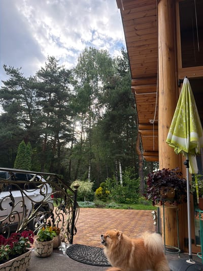 The image depicts the exterior of a log cabin in Nevzorovo, Russia. A fluffy, light-brown dog with its mouth open is standing on a doormat in front of the cabin. To the left of the dog, there are several potted plants. A white SUV is parked on a brick driveway. A decorative metal railing is visible in the foreground. Behind the cabin, a dense forest with tall trees and lush greenery extends into the distance. A partially opened light-green umbrella with a white pattern is attached to a wooden post of the cabin. The sky is partly cloudy.