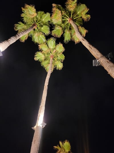 The image presents a nighttime, low-angle perspective looking upwards at multiple illuminated palm trees in Bouznika, Morocco. Three mature palm trees with tall, textured brown-grey trunks and green, fanning fronds occupy the upper and central portions of the frame. Two distinct upward-facing light fixtures, appearing as spotlights or floodlights, are attached to the trunks of the leftmost and rightmost visible trees, casting bright illumination onto their lower trunks and fronds. A third tree, centrally located, also shows evidence of an upward light source near its base. A partial view of a fourth palm frond is visible at the bottom right. The background is a uniformly dark, unfeatured night sky. No individuals, animals, or specific actions are depicted. The scene is static, illuminated solely by artificial light sources affixed to the palm tree trunks.