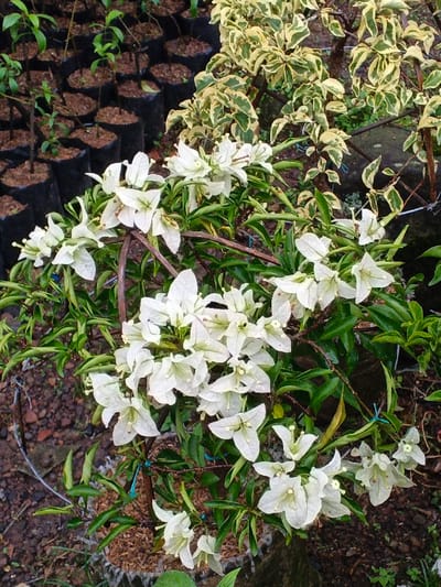 This image depicts an outdoor plant nursery in Pea Reang District, Cambodia. A flowering white bougainvillea plant, characterized by numerous white bracts and dark green foliage, occupies the central and foreground area. Its branches are visibly trained or wired. To the left, a uniform arrangement of numerous small plants or saplings in black plastic polybags with dark soil is visible. To the right and slightly behind the bougainvillea, another plant with variegated green and cream-colored leaves is present. The ground consists of dark earth, scattered pebbles, and organic mulch. No individuals are depicted, and the scene is under natural daylight.