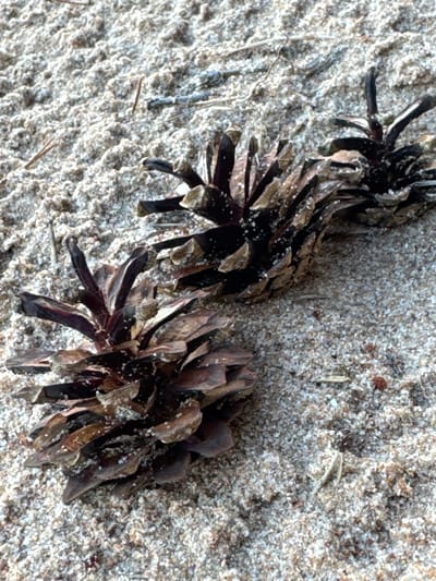 Three pinecones lie on a sandy surface. The pinecones are dark brown with lighter brown scales. Some scales are partially detached, revealing the inner structure of the pinecones. Small white speckles, likely sand or salt, adhere to the scales. The sandy surface is light brown and grainy, with visible individual grains. Scattered amongst the sand are a few thin, dry plant stems. The overall scene appears to be an outdoor, natural environment, potentially a beach or sandy area. The location is identified as Shepelevo, Russia.