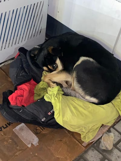 A curled-up, black and tan dog rests on assorted clothing inside a cardboard box. A bright yellow cloth is draped over some of the clothes. A red shirt is also visible. The box is near a white, metal grate. The dog has its legs tucked near its face, and one eye is visible, looking at the camera. The dog appears to be sleeping or resting comfortably.