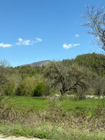 This media file captures a serene natural landscape, likely in early spring, under a clear blue sky with a few wispy white clouds. The setting appears to be a rural or mountainous area near Mirkovo, Bulgaria.
In the foreground, a grassy area dominates, featuring patches of vibrant green grass mixed with some taller, drier-looking vegetation. On the far right edge, there's a suggestion of a dirt path or unpaved road. From the lower left, the bare, gnarled branches of a deciduous tree extend into the frame.
The midground is characterized by a line of diverse trees and bushes. A prominent, large deciduous tree stands out, its branches mostly bare but showing signs of new, light green foliage, indicating the onset of spring. Further along this line, a striking band of white flowers, possibly from blooming bushes or small trees, adds a bright contrast to the greenery.
In the background, a large forested hillside or mountain slope rises, densely covered in a mix of trees, displaying various shades of green. Towards the left side of the horizon, a distinct mountain peak, rocky and lighter in color, is visible against the sky. The overall scene is peaceful and full of the freshness of spring, illuminated by bright daylight. There are no people or visible text in the image.