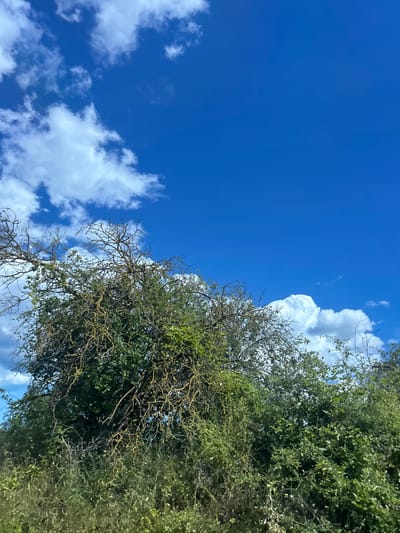 The image shows a section of a tree with green and bare branches against a bright blue sky with scattered white clouds. The tree is dense with foliage at its lower half, while its upper branches are exposed and weathered. The scene is an outdoor environment with a natural setting. There are no people or any discernable actions or interactions depicted in the image.
