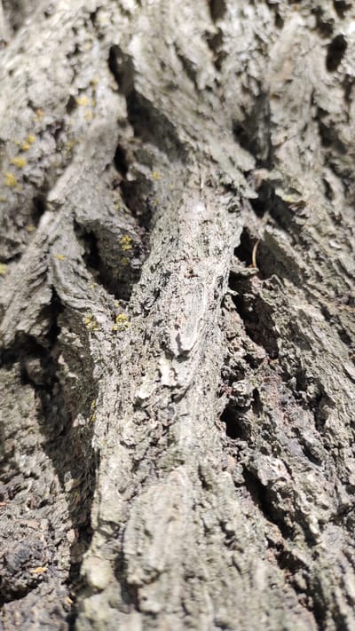 The image is a close-up, high-angle shot of rough tree bark. The bark is gray with deep crevices and textured ridges. Small patches of yellowish-green lichen are visible in some of the crevices. The lighting suggests it is daytime, with shadows cast by the uneven surface of the bark. There are no people or specific urban features visible, making it impossible to determine the location within Taldykorgan, Kazakhstan, or any other city.