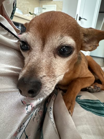 This is a close-up, low-angle shot of a small, brown dog, likely a chihuahua or similar breed, resting on a light-colored, patterned fabric, possibly a blanket or comforter. The dog is positioned on its side, with its head resting forward, facing the camera. Its eyes are large, dark, and appear to be reflecting light, giving them a shiny, almost black appearance. The fur on its face is a mix of brown and lighter, grayish tones, suggesting it might be an older dog. Its nose is dark and moist.

The fabric it's lying on has a delicate floral pattern with pink and green accents against a pale, slightly iridescent background. The material has a sheen to it, indicating it might be satin or silk. The background is out of focus, but appears to be an indoor setting with hints of light-colored walls and possibly some furniture or fixtures. The overall lighting suggests it could be daytime, but the indoor setting makes it difficult to determine the exact time of day or weather. The dog's relaxed pose and the close proximity of the camera suggest an intimate and comfortable moment, possibly during a quiet time at home. There is no visible text in the image. The dog's expression is calm and content, giving a sense of peace and relaxation.