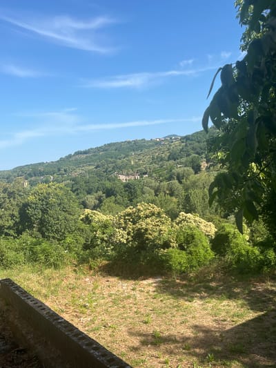 The image depicts a lush, green hillside dotted with buildings, indicative of a rural or semi-rural setting, potentially within or near Vallo della Lucania, Italy. The foreground features a low, concrete structure with visible perforations, bordering a sun-drenched, dry grass area. Behind this, a dense expanse of various trees and shrubs dominates the midground, with some featuring clusters of light-colored flowers. The background is a verdant hill covered in trees and vegetation, with scattered houses and structures visible on its slopes, leading up to a clear blue sky with wispy clouds. The presence of foliage, the architectural style of the distant buildings, and the dry, Mediterranean-like vegetation suggest a warm climate. No people or animals are present in the scene.
