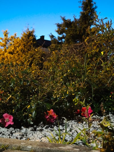 The image captures a close-up view of a garden area in Rumia, Poland, characterized by a vibrant array of plants and flowers set against a backdrop of lush greenery and a clear blue sky. The foreground features a stone border and a pathway made of grey gravel. Among the gravel, several bright red and pink flowers are in bloom, adding a splash of color to the scene. These flowers, along with the surrounding foliage, are illuminated by what appears to be artificial lighting, possibly from a street lamp or house lights, casting a warm glow.
Behind the flowers, dense bushes and trees create a rich tapestry of greens and yellows. The leaves of the plants are varied in shape and texture, with some appearing glossy and others more matte. The overall impression is one of a well-maintained garden, possibly located in a residential area, given the presence of a dark-colored roof and chimney visible through the trees in the upper portion of the image. The architectural style of the roof suggests a traditional Polish dwelling.
The lighting in the image indicates it was taken either during twilight or at night, with the artificial lights highlighting the textures and colors of the plants. The clear blue sky suggests fair weather conditions. There are no people or animals visible in the frame. The composition is focused on the botanical elements, with the garden's rich vegetation and colorful flowers being the primary subjects.