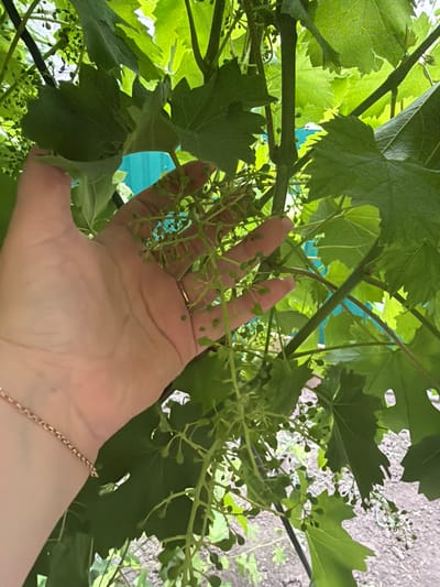 A close-up, low-angle shot shows a person's left hand, fingers splayed, held in front of a cluster of young, developing grapes. The hand is pale with a thin gold chain bracelet on the wrist. The grape cluster, composed of tiny green buds, hangs from a vine with broad, green leaves. The background is blurred, showing more grape leaves, branches, and a turquoise fence. The scene appears to be a garden in Ceadîr-Lunga, Moldova.