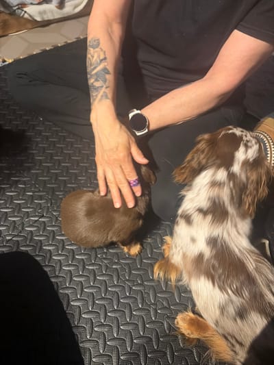 The image captures an overhead view of a person interacting with two dogs, likely indoors. The person, dressed in a black short-sleeved top and black pants, is visible from the chest down. Their right arm wears a smartwatch with a black circular face and a white band. The left forearm displays a black and grey tattoo, appearing to be a floral or rose design. A hand, belonging to the person, gently rests on the head of a small, solid brown dog or puppy, indicating a moment of affectionate interaction. This hand wears a purple and pink patterned ring or band on one finger.
To the upper right of the frame, a larger dog is visible from the back, featuring a distinctive merle coat with patches of brown and white wavy fur. Its tan-furred paws are visible towards the lower right. Both dogs appear to be resting or settled.
The setting consists of a dark grey or black textured mat with an interlocking, grid-like pattern, suggesting a utility mat often found in gyms, play areas, or garages. The background beyond the mat is dark and indistinct, implying an indoor environment with artificial lighting. There is no visible text in the image. The overall impression is one of a quiet, affectionate moment shared between a person and their canine companions.