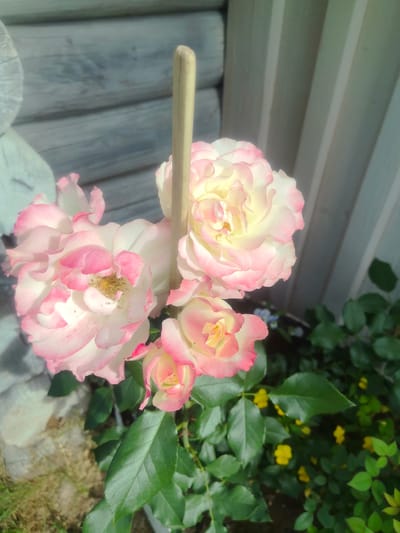 A close-up, eye-level shot captures a cluster of pink and white roses in bloom, with a wooden stake piercing through the center of one of the flowers. The roses are arranged in a dense bouquet, with a few buds also visible. The background consists of weathered wooden siding and a white vertical plank fence, suggesting an outdoor setting. Small yellow flowers are scattered amongst the green foliage in the lower right portion of the frame. The overall scene appears to be in a garden or yard.