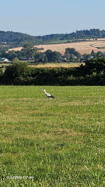A white stork with black wing feathers and a long, orange beak walks across a green, grassy field under a clear blue sky. The field is dotted with sparse, dry grass and appears to be illuminated by bright sunlight. In the background, a dense hedge of dark green bushes and trees forms a natural barrier. Beyond the hedge, rolling hills covered in trees and agricultural fields, with one field showing a dry, golden-brown crop, are visible. A few scattered buildings and structures, including what appears to be a greenhouse or agricultural building, are situated on the distant hills. The overall scene depicts a rural landscape. The timestamp "12 Jul 2026 7:17 am" is superimposed on the bottom left corner of the image.