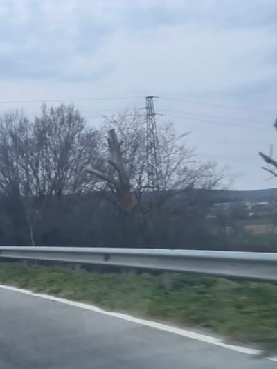 The image captures a static view of a rural landscape in Staro Oriahovo, Bulgaria, under an overcast sky. In the immediate foreground, a segment of an asphalt roadway with a solid white line bordering its right edge is visible. A silver-colored metal guardrail spans horizontally across the lower midsection of the frame, delineating the road from the adjacent terrain; a small red reflector is affixed to one section of this guardrail. Directly behind the guardrail, a strip of green grass is present. The midground consists primarily of a dense line of leafless deciduous trees, suggesting a late autumn or winter season. Prominently centered among these trees is a large, damaged tree trunk, stripped of most major branches, exhibiting exposed light-colored wood and darker patches, possibly lichen or rot. To the right of this tree, a tall metal electricity pylon with multiple overhead transmission lines stands against the sky. The background reveals undulating hills, also covered in bare trees, forming the horizon. Faint, indistinct structures, potentially residential or agricultural buildings, are discernible on a light-colored slope in the distant right portion of the background. No people or active subjects are visible within the scene.