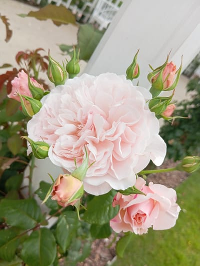 A close-up, slightly overhead shot features a cluster of delicate pink roses and their developing buds. The largest rose, positioned prominently in the center, is fully bloomed with numerous ruffled petals in a soft, pale pink hue. To its right, a smaller, partially open rose displays a deeper pink center, contrasting with its lighter outer petals. Surrounding these blooms are several rosebuds, their green sepals partially enclosing hints of pink. Some buds are tightly closed, while others show the emerging color of the petals within. The roses are attached to thorny stems and surrounded by dark green leaves.
The background is softly blurred, suggesting an outdoor setting. To the left, a white, slatted structure, possibly a fence or trellis, is visible. Beyond that, out-of-focus greenery and what appears to be a lawn indicate a garden or park. The lighting suggests it is daytime, with natural light illuminating the flowers and casting subtle shadows. The overall impression is one of natural beauty and the gentle unfolding of spring or summer blossoms. There is no visible text in the image. The context provided places this scene in Białystok, Poland.