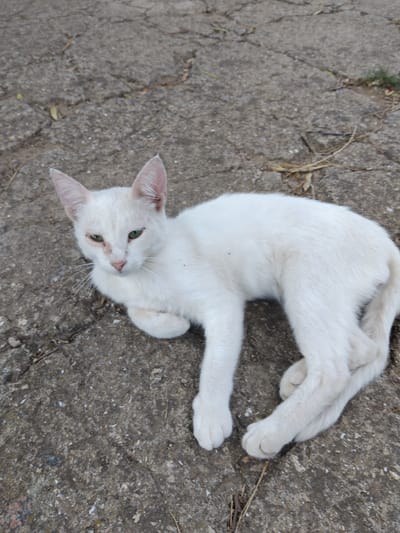 A white cat with green eyes is lying on a cracked concrete surface, possibly a sidewalk or pathway. The cat is resting on its side, with its paws tucked underneath its body. Its fur appears clean and soft. The concrete is gray and shows signs of wear and tear, with some small pebbles and debris scattered across its surface. There are a few dried leaves and twigs present on the ground around the cat. The lighting suggests it is daytime. The location is identified as Krynychky, Ukraine.