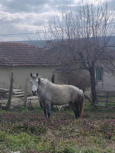 The image presents a rural scene in Vardun, Bulgaria, under an overcast sky. A single grey horse stands in the central foreground, facing directly towards the viewer. Its coat is primarily light grey, with darker grey legs and a reddish-brown tail. The horse is positioned within a field covered by green grass and numerous small plants with purple or reddish-brown foliage. Behind the horse, a rudimentary fence constructed from wooden posts and wire mesh is visible. In the mid-ground, two single-story buildings are present. The building to the left has light-colored walls and a brown tiled roof. To the right, a second building with similar construction features a green-framed window, partially obscured by a large, bare deciduous tree. A single dark power line traverses the upper mid-ground, passing above the buildings and through the tree branches. Distant, dark-toned hills are visible along the horizon beneath the cloudy sky.
