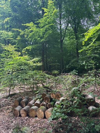 The image depicts a forest scene in Penn, United Kingdom. In the foreground, a pile of cut logs rests on the forest floor, which is covered in fallen leaves and sparse vegetation. The logs are of varying sizes and appear to be recent cuts, with visible bark texture and wood grain. Behind the logs, a dense canopy of green trees dominates the frame, with sunlight filtering through the leaves, creating dappled light and shadow. The overall impression is of a quiet, natural environment, likely a wooded area within or near Penn. There are no people or animals visible in the image.