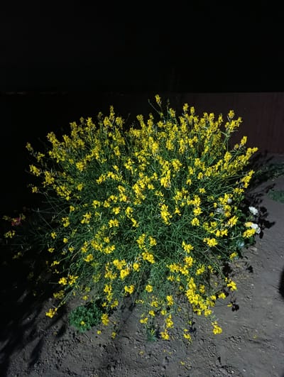 A full shot captures a dense bush covered in bright yellow flowers at night. The bush is situated in an outdoor setting with dark soil around it. To the right of the bush, there are a few white flowers visible. A dark wooden fence can be seen in the background, partially obscured by the bush. The scene is illuminated by artificial light, casting shadows on the ground. No people are present in the image. The location is identified as Korsuntsi, Ukraine.
