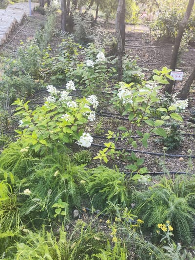 The image depicts a naturalistic garden setting with abundant green foliage and flowering plants, characteristic of a park or botanical garden. The foreground is dominated by lush, fern-like plants and bushes with white flowers, suggesting a well-maintained, yet somewhat wild, landscape. In the mid-ground, several flowering bushes with clusters of white blooms are prominent, interspersed with smaller green plants and saplings. The ground is covered with dark soil and mulch, with visible irrigation lines snaking through the plants, indicating a deliberate horticultural design. Trees with dark bark are present in the background, with dappled sunlight filtering through their leaves. A small sign with Cyrillic text and several pictograms is affixed to a tree on the right side of the image, possibly indicating a restriction or information related to the area. The overall impression is one of a serene, vegetated outdoor space. The location provided, Массандровский поселковый совет, Ukraine, suggests this scene is within a region known for its natural beauty and coastal landscapes.