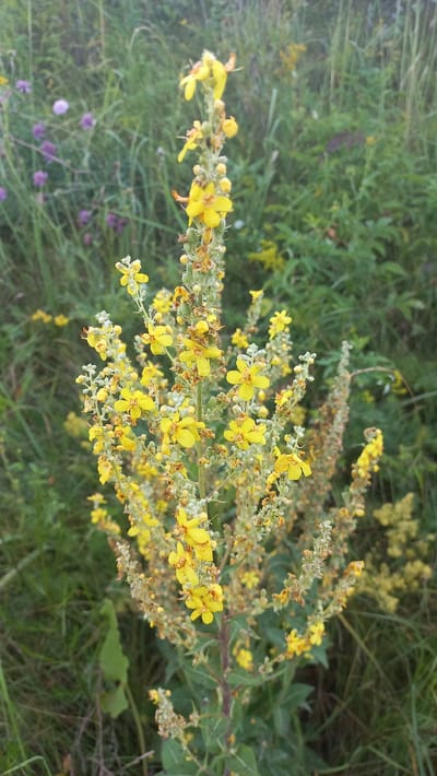 The image displays a close-up view of a tall, flowering plant with multiple stems bearing clusters of small, bright yellow flowers. The plant is predominantly in focus, with its numerous yellow blossoms and developing seed pods occupying the central and right portions of the frame. The background consists of a soft-focus natural environment with green foliage and hints of other vegetation, including blurred purple flowers in the upper left quadrant. The overall impression is one of a wild, overgrown area, likely a meadow or roadside verge, characteristic of the rural landscape of Стрэшынскі сельскі Савет, Belarus.