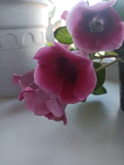 A close-up, upward-angled shot features several pink bell-shaped flowers in bloom. The flowers are the primary focus, with their velvety petals and intricate centers visible. In the background, a textured white object, possibly a planter, is partially visible, and to the right, a dark object, possibly another planter, is present. The overall environment appears to be indoors, with natural light illuminating the scene from above and to the left, creating soft shadows and highlighting the delicate textures of the flowers. No people or specific urban elements of Promyshlennaya, Russia, are depicted.