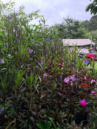 A medium shot shows a garden full of plants and flowers in Ban Ang Ka Noi, Thailand. The foreground is dominated by a dense collection of tall, green plants with dark red stems. Interspersed among these are various colorful flowers, including bright pink impatiens, purple ruellia, and a few red blooms. The plants appear wet, suggesting recent rain. In the background, a white tarp-covered structure stands behind a row of green trees. To the right of the structure, a red scooter with a pink helmet is parked on a grassy area. The sky is overcast and grey.