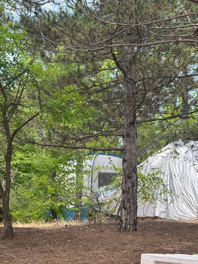 A pine tree stands in the foreground, its rough bark and sparse branches obscuring a view of two tents behind it. The tent on the left is white with a blue trim and appears to be partially set up. The tent on the right is covered in a crinkled, reflective material, likely a tarp or a silver-colored tent. Green foliage surrounds the tents, with a backdrop of more trees and a bright sky peeking through. The ground is covered in pine needles and dry grass.