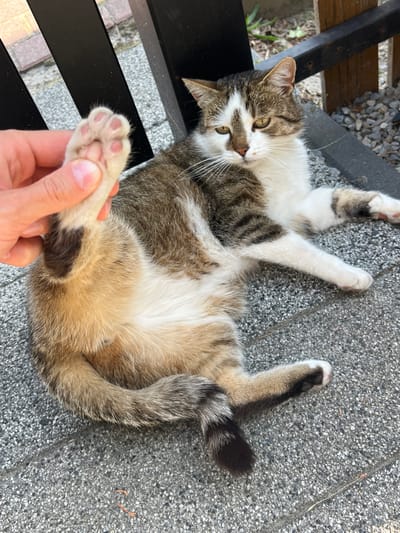 A person's hand gently holds a tabby cat's paw. The cat is lying on its back on a textured gray surface, possibly a patio or sidewalk. Its fur is a mix of brown, white, and black, with distinctive tabby markings. The cat's eyes are open and appear to be a greenish-yellow. The scene is outdoors, with hints of foliage and gravel in the background. The lighting suggests it's daytime, and the weather appears to be pleasant. The cat's relaxed posture and the gentle interaction with the hand imply a calm and friendly atmosphere. There is no visible text in the image.