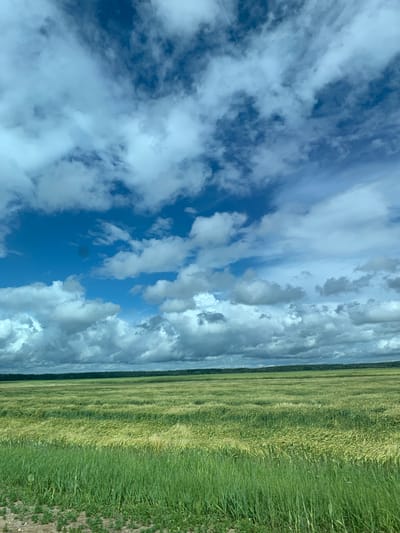 An outdoor vertical medium shot shows a vast agricultural field under a dynamic sky in the area of Курапольскі сельскі Савет, Belarus. The foreground is dominated by a dense growth of bright green grass with some patches of dry earth and small plants. Beyond this, a large field of grain, likely wheat or barley, stretches into the middle ground. The grain appears to be in various stages of growth, with some stalks showing a yellowish hue, indicating ripeness or a different variety. The field exhibits gentle undulations and is covered in a textured, wavy pattern, possibly due to wind. A distant treeline forms a dark green horizon at the edge of the field. The upper half of the image is a bright blue sky filled with a mix of fluffy white cumulus clouds and thinner, wispy cirrus clouds. The clouds create a dramatic contrast with the blue sky, with some areas of shadow suggesting varying cloud thickness and light penetration. The overall impression is one of a rural, natural landscape on a partly cloudy day.