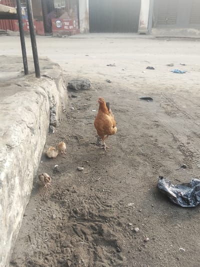 A light brown hen stands tall amidst a muddy ground, flanked by three tiny chicks. The chicks are clustered near a weathered concrete edge. The scene unfolds on a street with tire tracks visible in the dirt. Debris litters the ground, including a black plastic bag. Buildings and poles are in the background, with faded advertisements adorning the structures. The overall lighting is muted, contributing to the scene's gritty, urban setting.