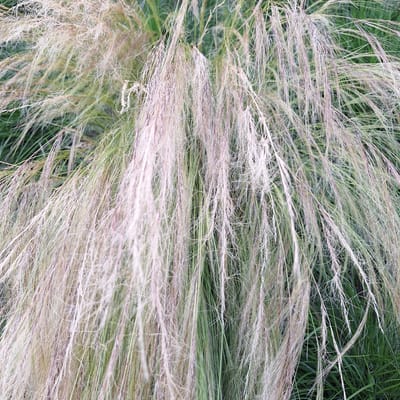 The image displays a close-up, overhead view of feathery ornamental grass with thin, wispy blades in various shades of pale green, cream, and light purple. The grass is dense and appears to be growing in a natural setting. The background is a blur of darker green, suggesting more grass or foliage behind the focus. The lighting is soft and diffused, indicating it could be an overcast day or early morning/late evening. There is no discernible activity or event taking place, as the image is a still shot of vegetation. The blades of grass are gently intertwined, creating a textured and somewhat ethereal effect. No people, objects, or visible text are present in the image. The context provided places this scene in Mechelen, Belgium.